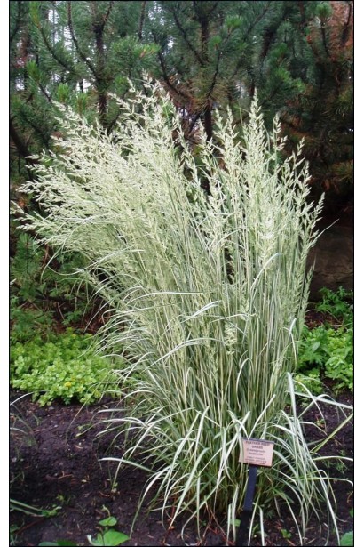 Війник Аваланч тонкі пухнасті волоті